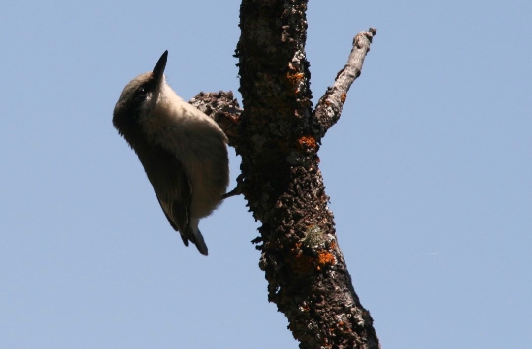 Pygmy Nuthatch   - Hillsboro Peak Trail, north from Emory Pass