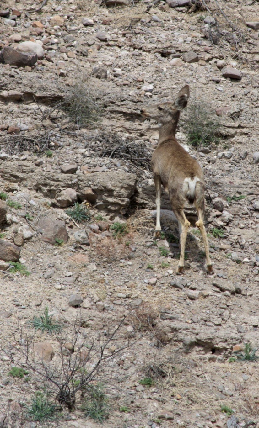 Pink Canyon
East of Hillsboro
(Ready Pay Gulch Area)  
Mule Deer