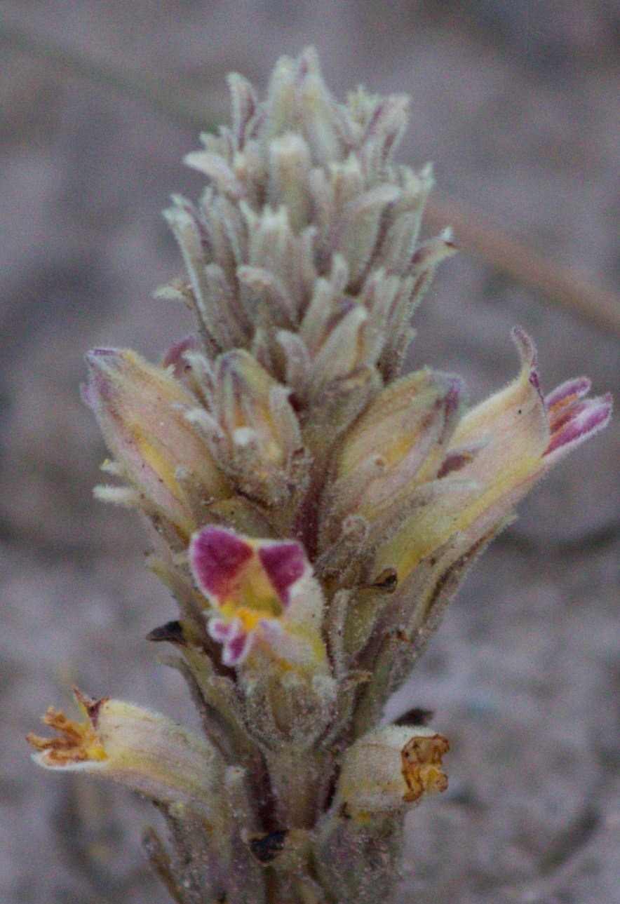 Orobanche ludoviciana subsp. multiflora
Louisiana Broomrape
Percha Box, East of Hillsboro, New Mexico, USA
