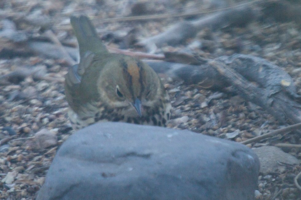 Ovenbird - Hillsboro, NM