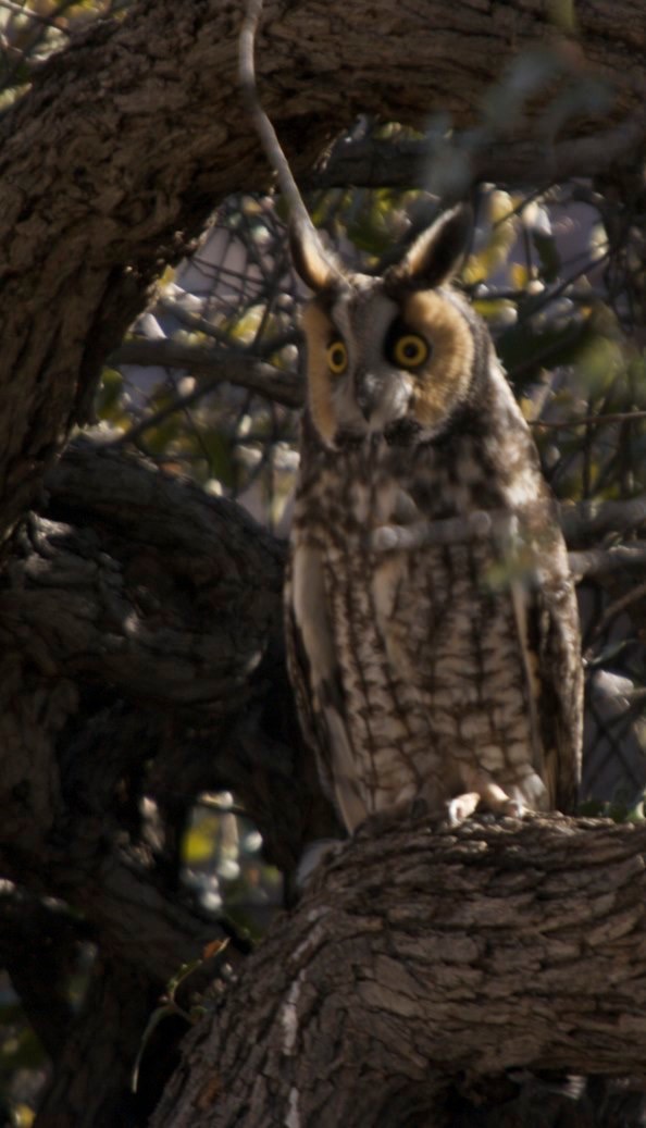 Long-eared Owl - near Percha Creek, Hillsboro, NM
