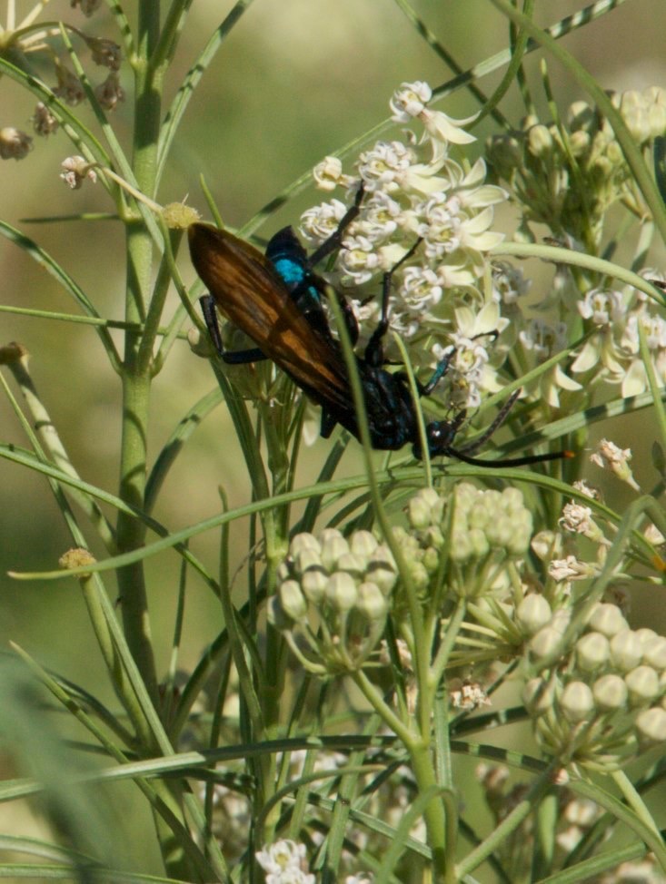 San Lorenzo, Grant County, New Mexico