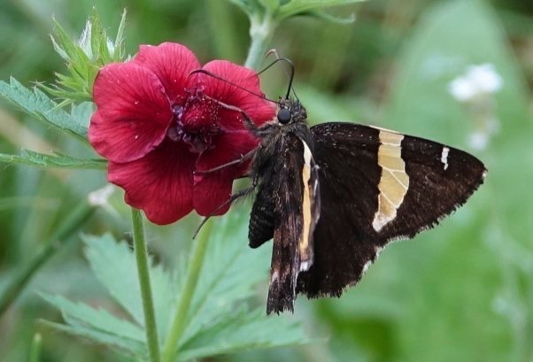 Autochton cellus
Golden-banded Skipper
Railroad Canyon
Black Range, NM, USA