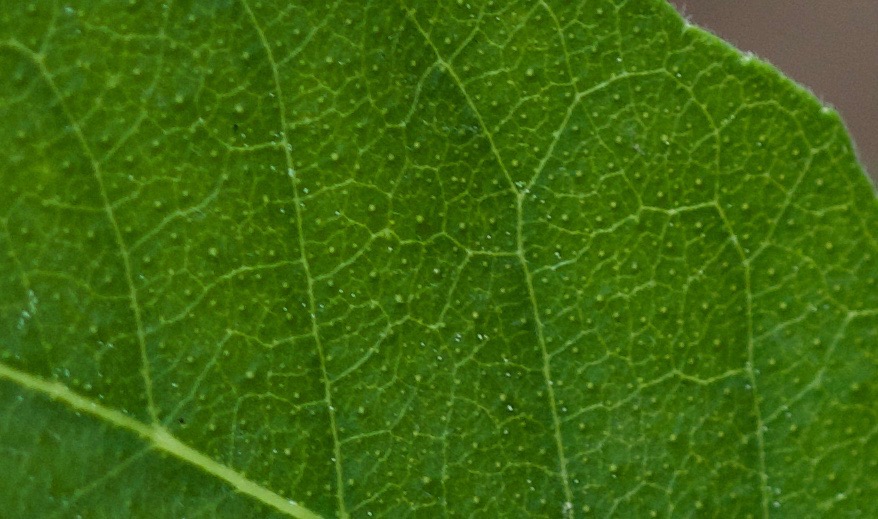 Ptelea trifoliata, Hoptree