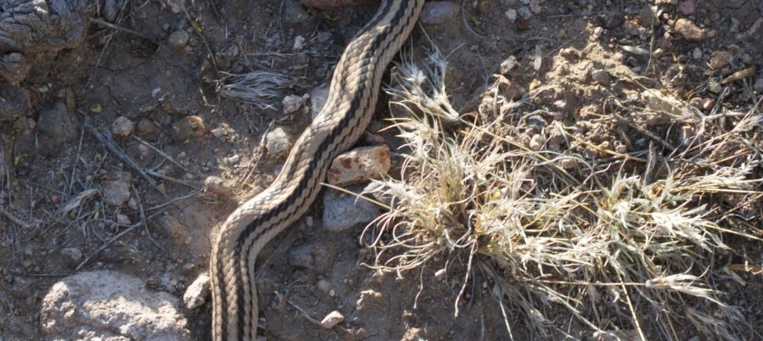 Salvadora deserticola
Big Bend Patchnose Snake
Ready Pay Gulch, east of Hillsboro, NM, USA