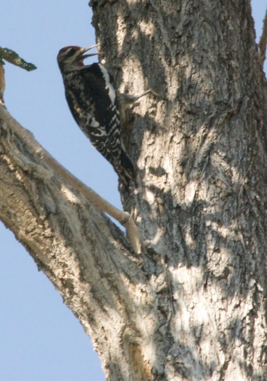 Red-naped Sapsucker - Hillsboro, New Mexico