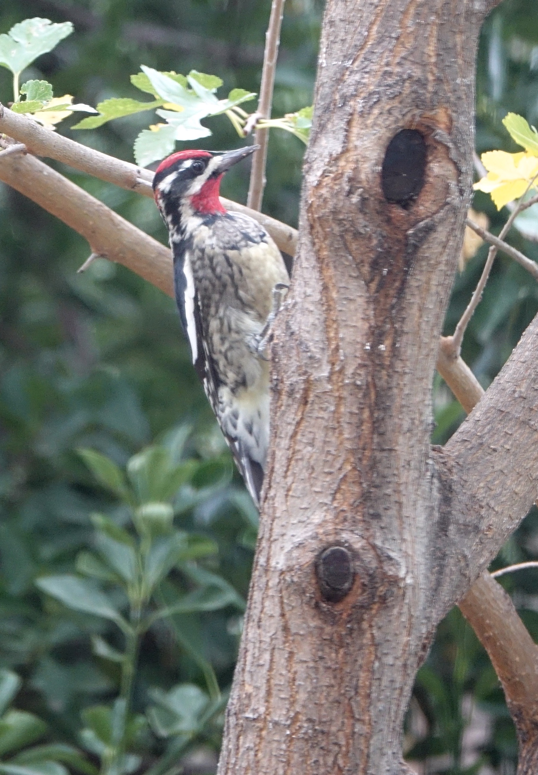 Sapsucker, Red-naped
Sphyrapicus nuchalis
Hillsboro, New Mexico, USA