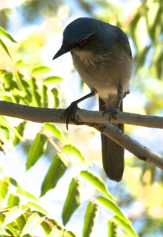 Western Scrub-Jay - Hillsboro, NM