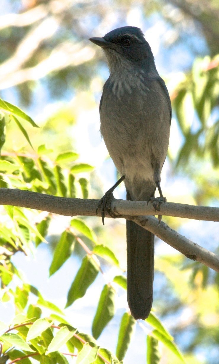 Western Scrub-Jay - Hillsboro, NM