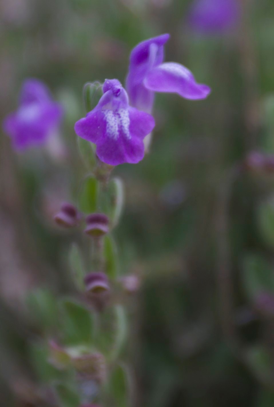 Scutellaria potosina
L&M's w of NM-27