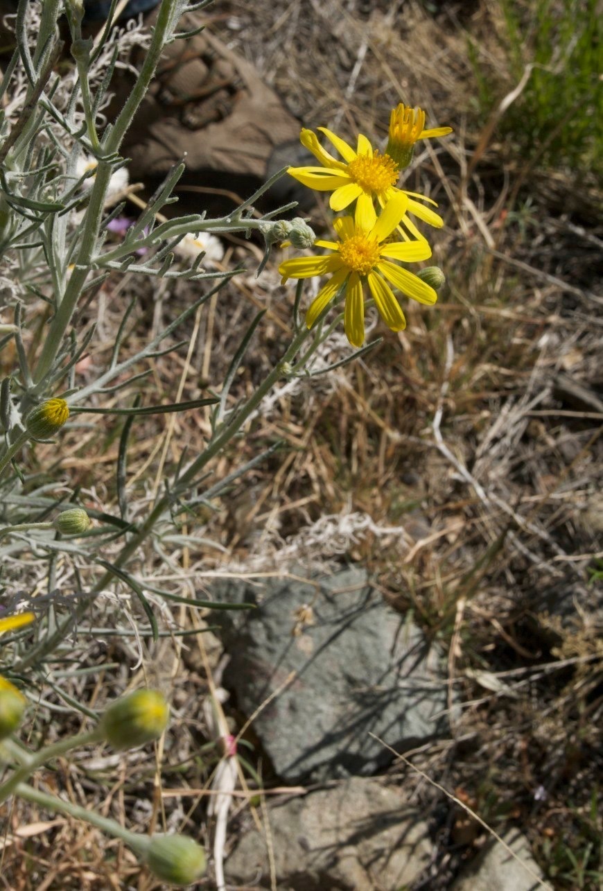 Spring Canyon State Park, se of Demming  Senecio flaccidus  Thread-leaf Groundsel