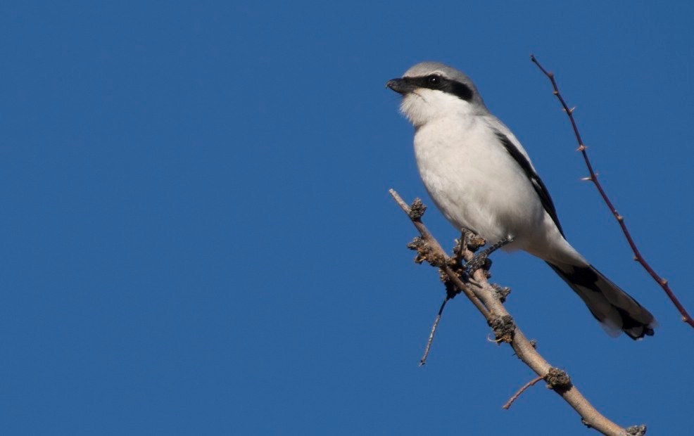 Loggerhead Shrike, near Hillsboro Transfer Station