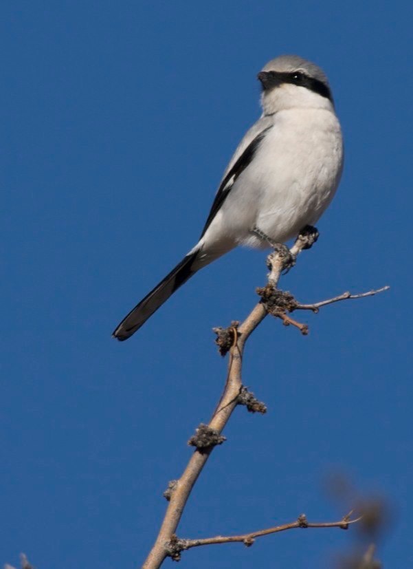 Loggerhead Shrike, near Hillsboro Transfer Station