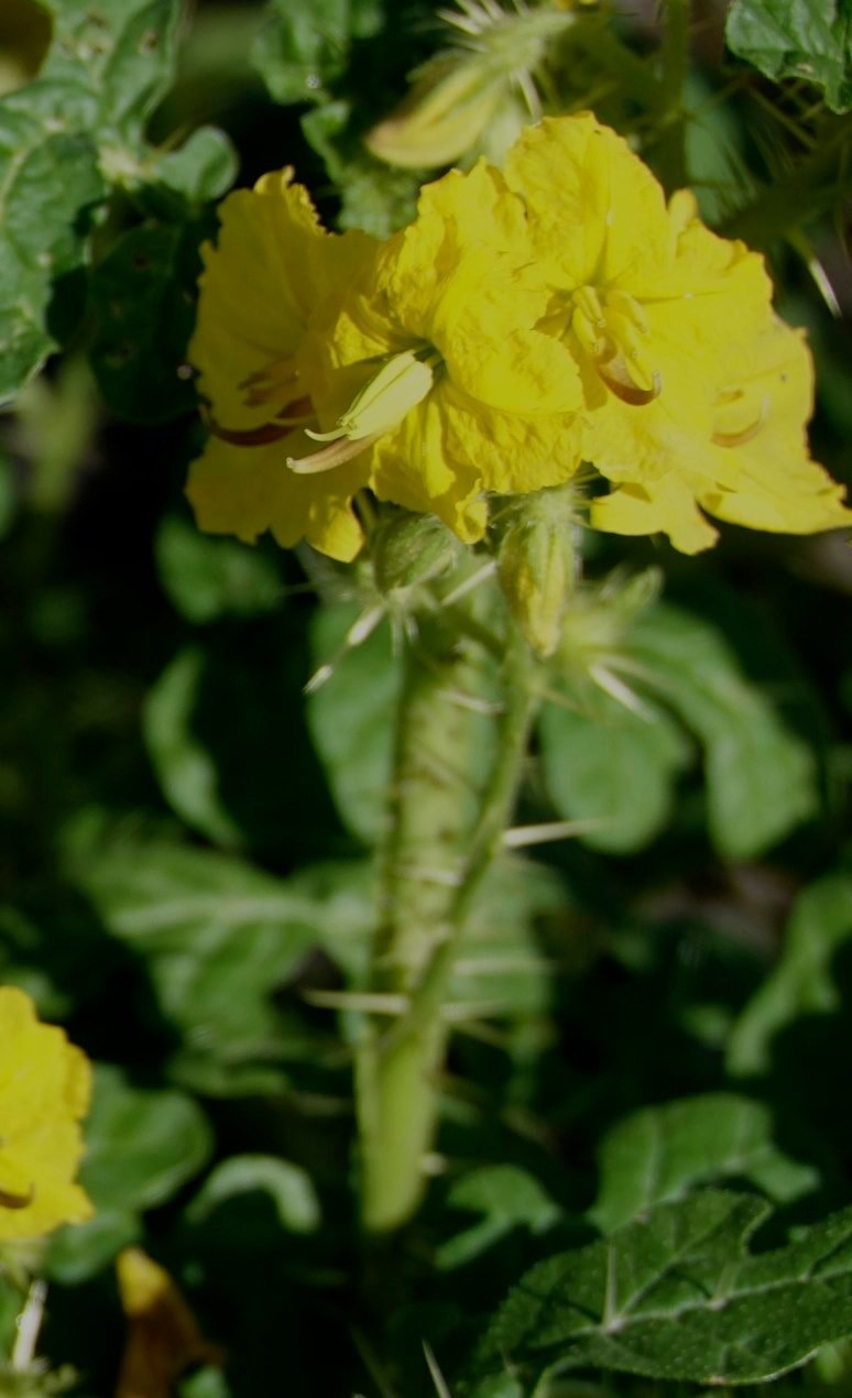 Solanum rostratum
Buffalo Bur
South of Hillsboro
New Mexico, USA