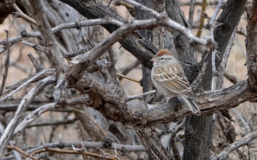 Sparrow, Chipping
Spizella passerina
Vulture Road
East of Hillsboro, NM, USA