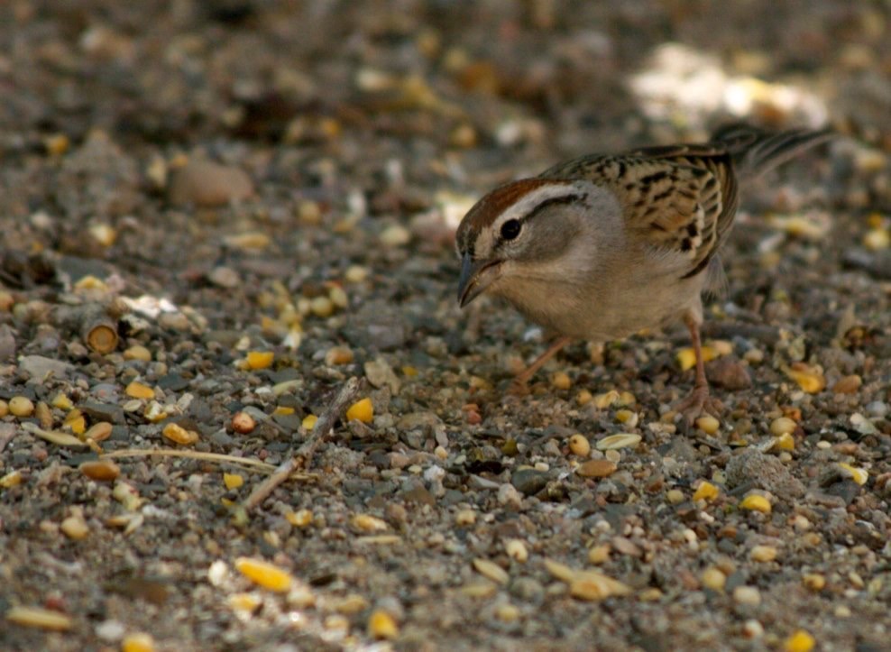 Chipping Sparrow
Spizella passerina
Hillsboro, New Mexico, USA