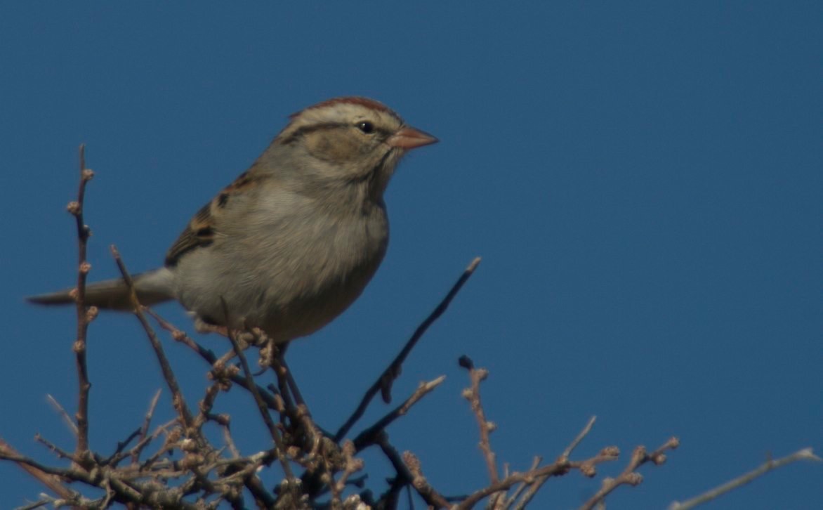 Vesper Sparrow, South Wicks Canyon, E of Hillsboro