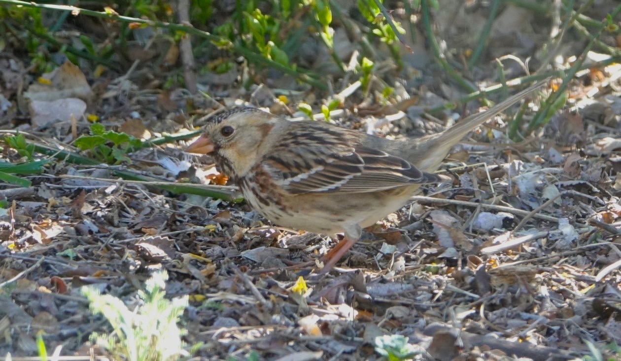 Sparrow, Harris's
Zonotrichia querula
Hillsboro, NM, USA