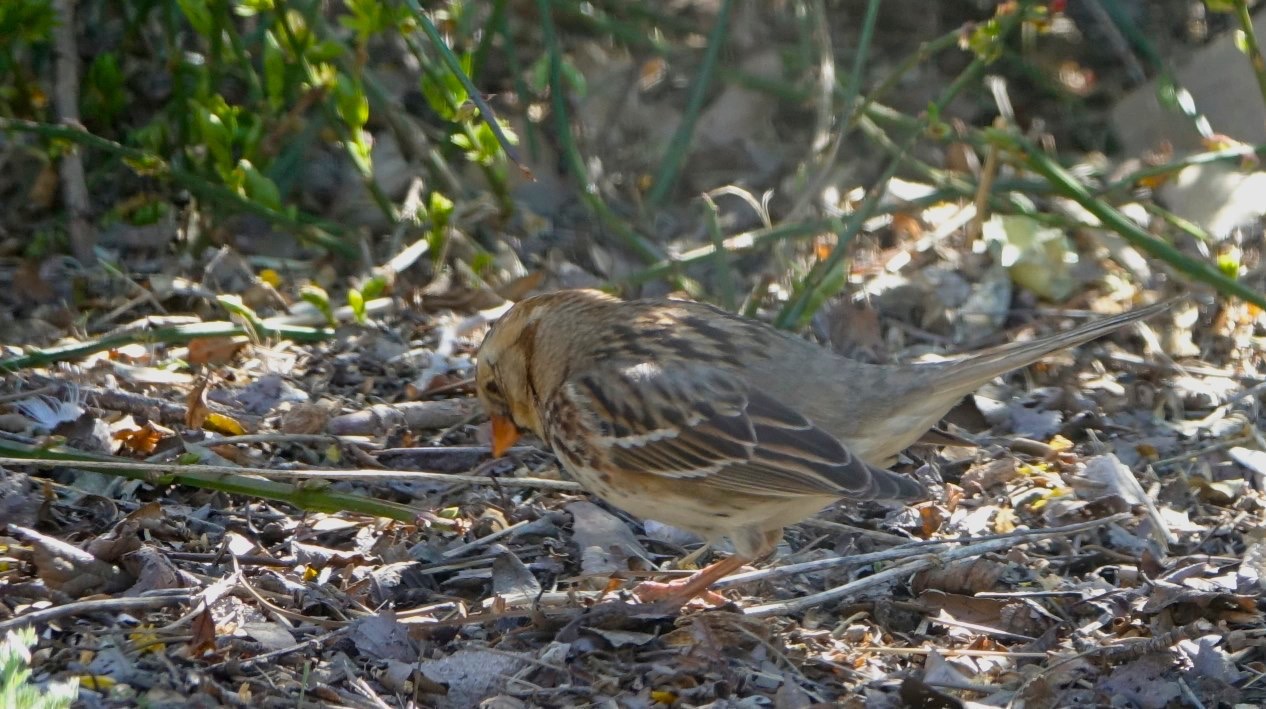 Sparrow, Harris's
Zonotrichia querula
Hillsboro, NM, USA