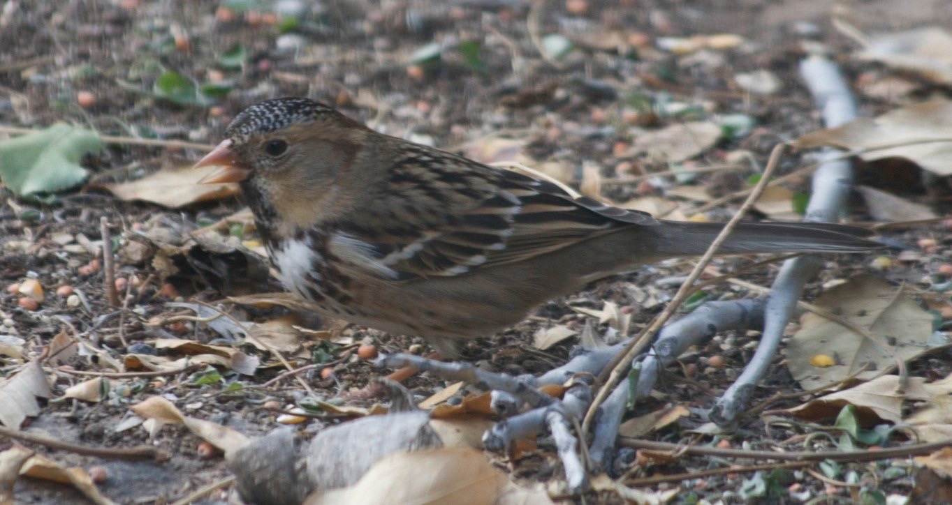 Harris's Sparrow - Hillsboro, NM