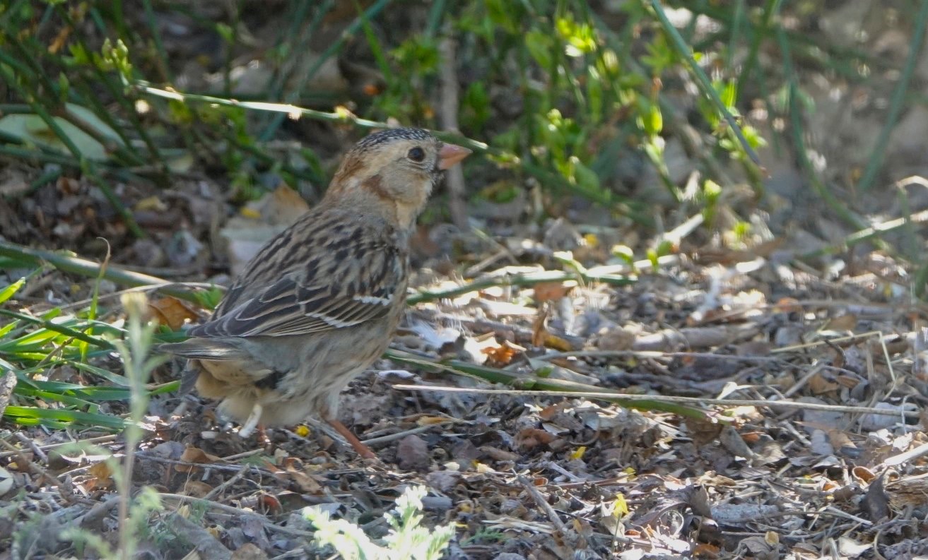 Sparrow, Harris's
Zonotrichia querula
Hillsboro, NM, USA