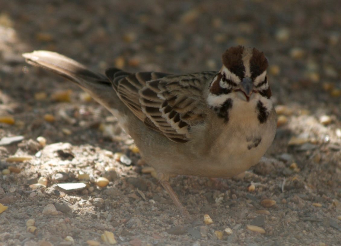 Sparrow, LarkChondestes grammacusHillsboro, New Mexico, USA