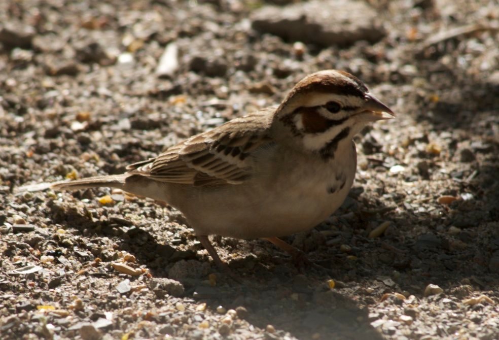 Sparrow, LarkChondestes grammacusHillsboro, New Mexico, USA