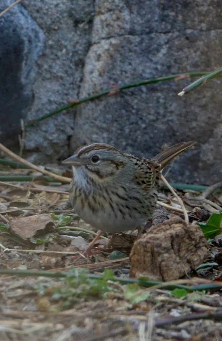 Sparrow, Lincoln's
Melospiza lincolnii
Hillsboro, NM, USA