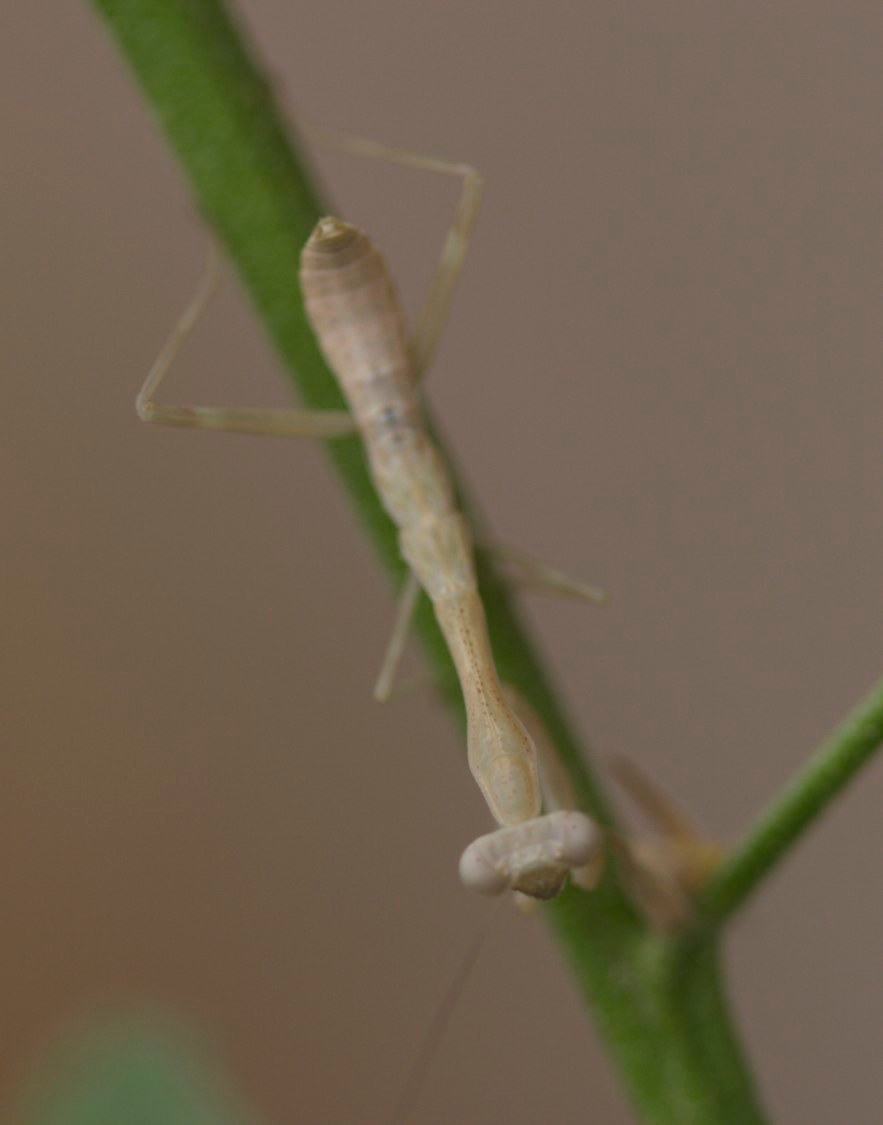 Praying Mantis, Hillsboro, NM