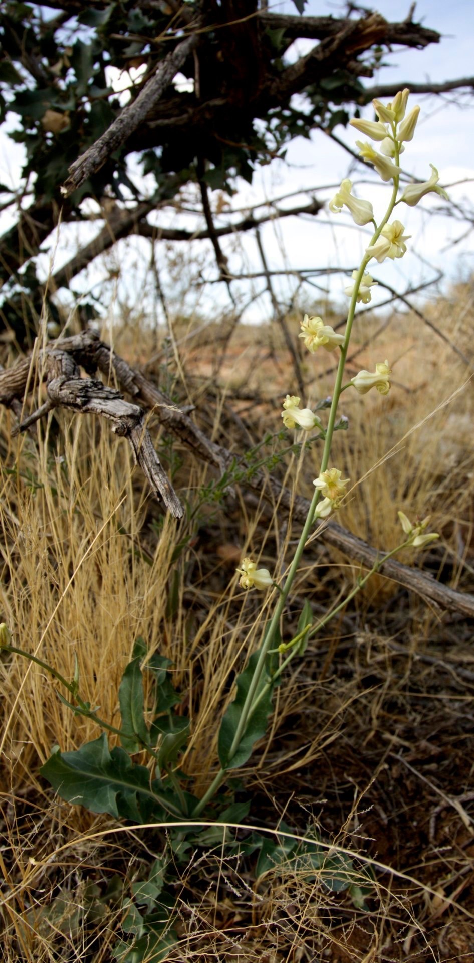 Streptanthus carinatus arizonicus
Arizona Jewel Flower
Pony Hills, NM