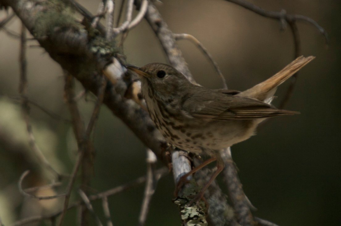 Hermit Thrush, Railroad Canyon, Black Range, New Mexico