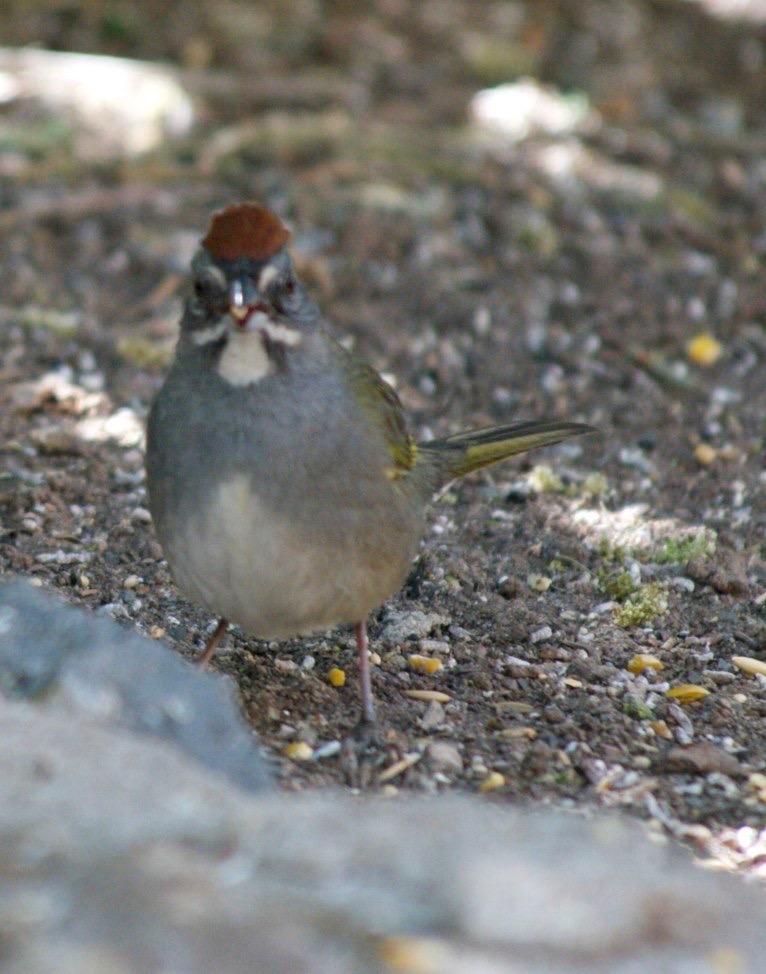 Towhee, Green-tailed
Pipilo chlorurus
Hillsboro, NM