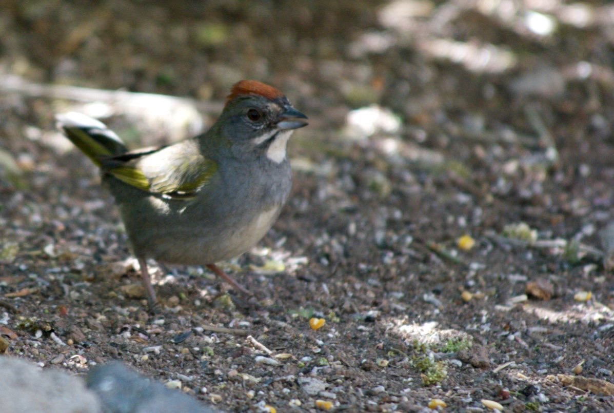 Towhee, Green-tailed
Pipilo chlorurus
Hillsboro, NM