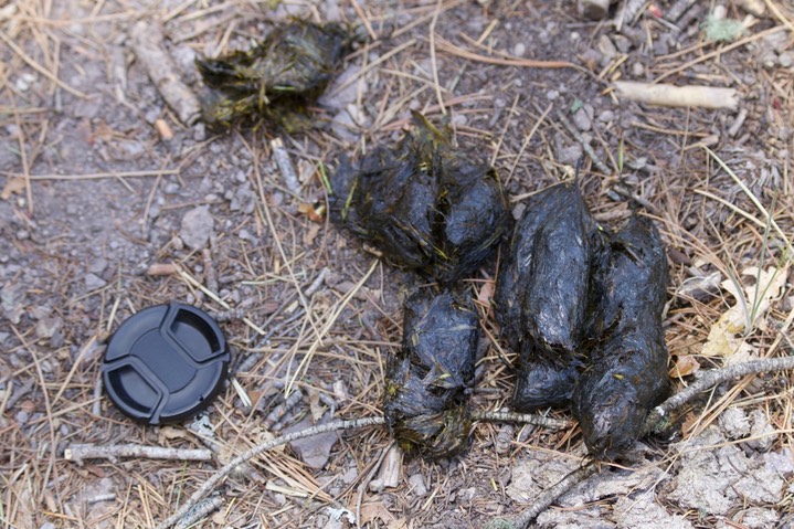 Scat - Railroad Canyon