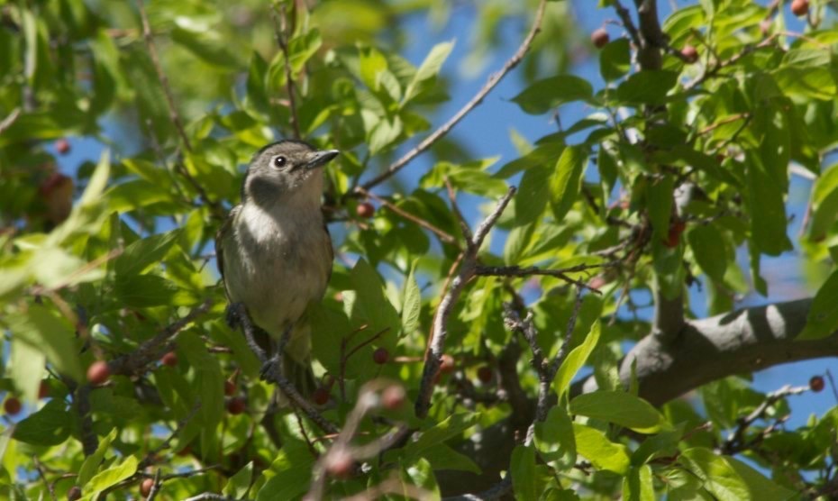 Vireo, Cassin's
Vireo cassinii
Percha Creek, e of Hillsboro, NM