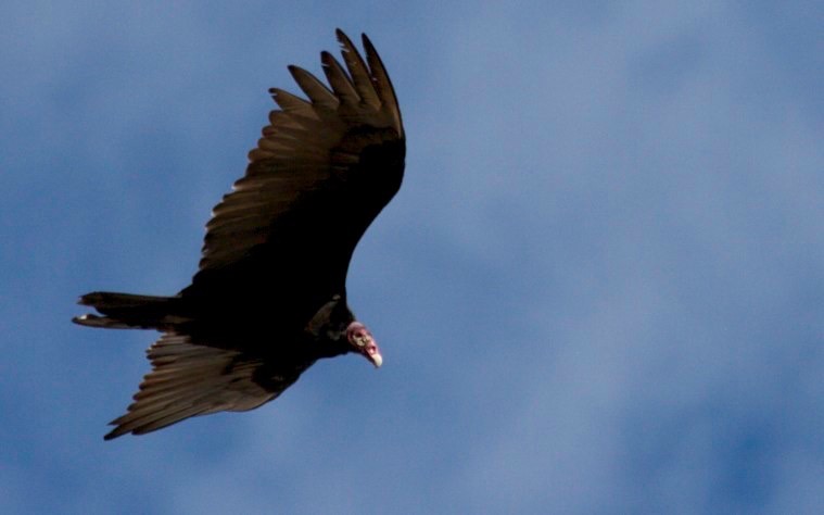 Turkey Vultures, Hillsboro