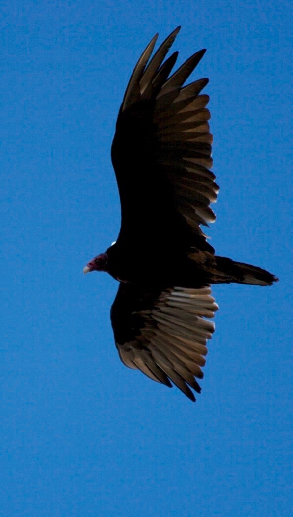 Turkey Vultures, Hillsboro