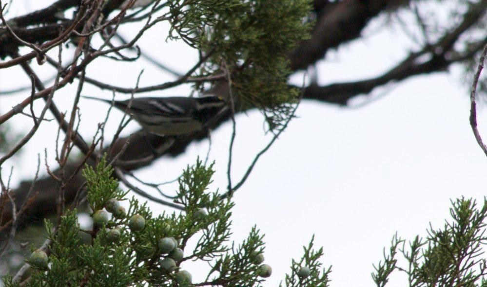 Warbler, Black-throated Gray
Dendroica nigrescens
Bloodgood Spring
Black Range, New Mexico