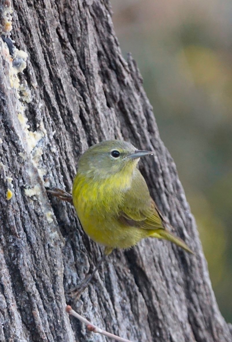 Warbler, Orange-crowned
Oreothlypis celata
Hillsboro, NM, USA