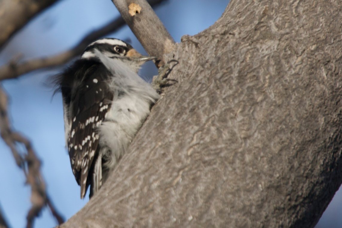 Downy Woodpecker - Hillsboro, NM