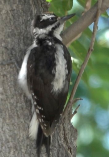 Woodpecker, HairyPicoides villosusHillsboro, New Mexico, USA
July 2016