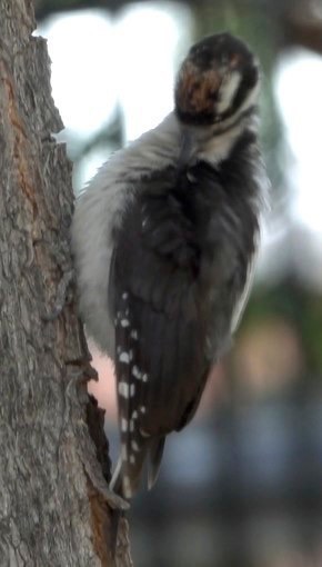 Woodpecker, HairyPicoides villosusHillsboro, New Mexico, USA
July 2016