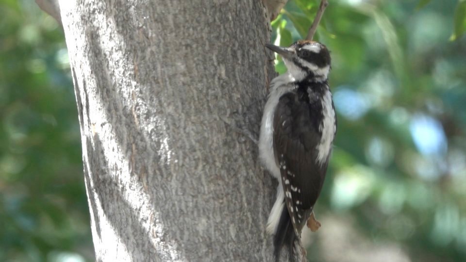 Woodpecker, HairyPicoides villosusHillsboro, New Mexico, USA
July 2016