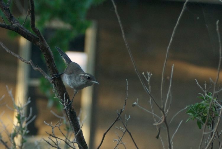 Bewick's Wren, Hillsboro, NM Yard