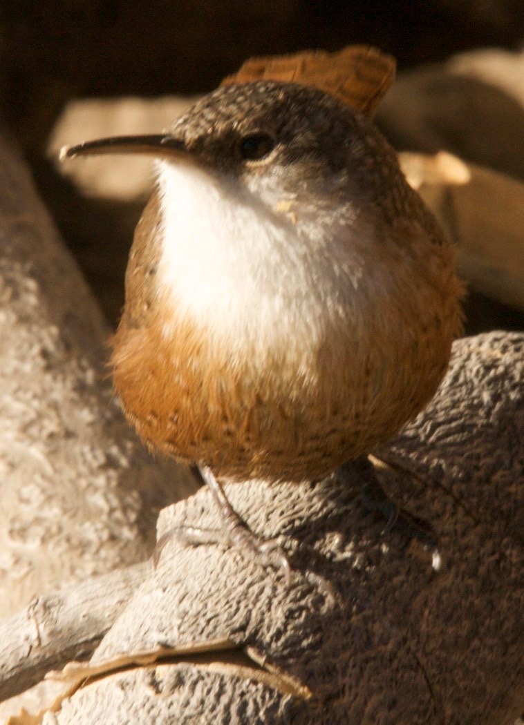 Canyon Wren, - Hillsboro NM