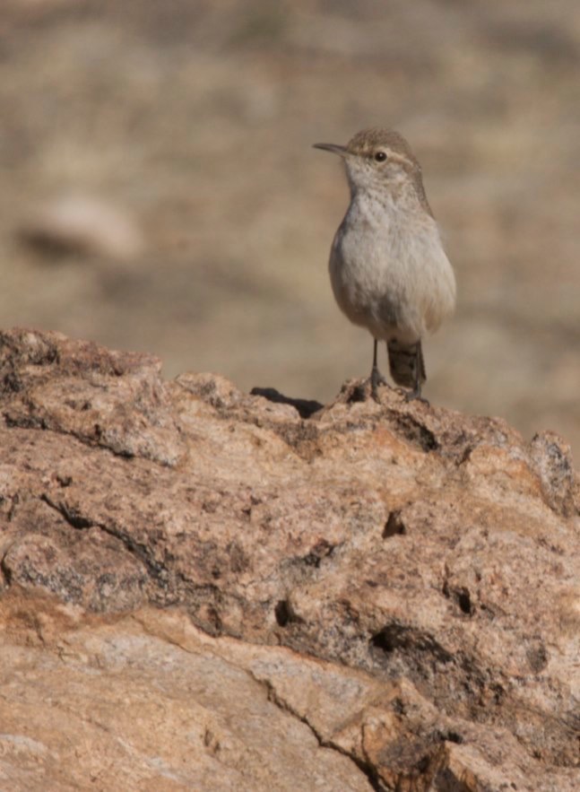 Rock Wren, City of Rocks SP, NM