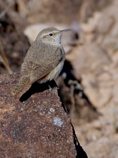 Wren, Rock
Salpinctes obsoletus
Point of Rocks, Sierra County
New Mexico, USA